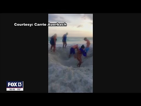 Sea turtles could fall into massive holes dug by beachgoers in Florida