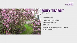 21 reactions | Emerging from winter in a flurry of flowers and fragrance is our favorite thing about spring. To celebrate those early bloomers, here is our top 10 favorite species. And don't worry, if you don't already have these planted, you can get them in the ground this year for future blooms: https://firsteditionsplants.com/find-retailer/. | First Editions Shrubs & Trees | Facebook