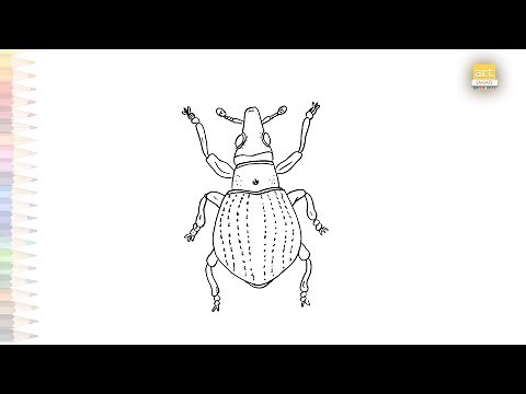 Weevil diagram | Insect drawing videos | How to draw A Weevil step by step | Easy drawing tutorials