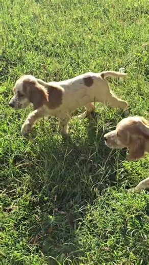 Hunter puppys. #hunting #pointingdogs #puppy #setter