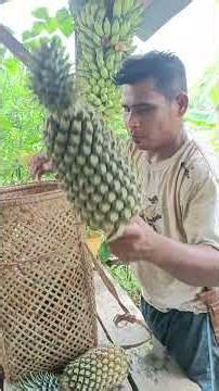 berhitung pakai bahasa Dayak maanyan