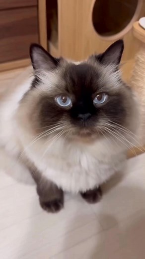 Himalayan cat #cat #catbreed #catlover#himalayan #himalayancat #kitten | Animix