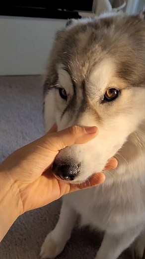 Beautiful brown eyed husky #huskiesoftiktok