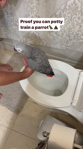 Yes you can potty train a parrot, I’m potty trained🦜💩🥰#symontheafricangreyparrot #talkingparrot #babyparrot #congoafricangrey #africangrey #africangreyparrot #parrotsofinstagram #africanparrot #petsofinstagram #birds #cag #talkingbird #crazybird#birdsofinstagram #sillybird #parrots #pets #redbuttchicken #funnyparrot #crazyparrot #smartbird #pottytrained #pottytraining #potty #toilet | Symontheafricangreyparrot