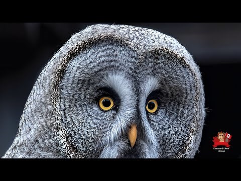 The Great Grey Owl: Discover Canadian Wildlife