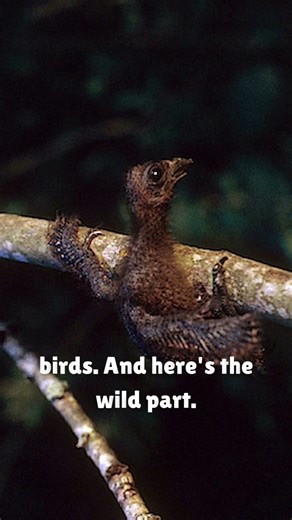 😳 A Bird With Claws?