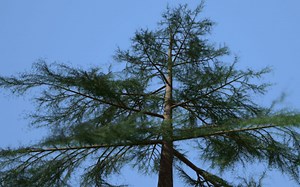 speed tree 软件使用分享第2集续（补充说明）