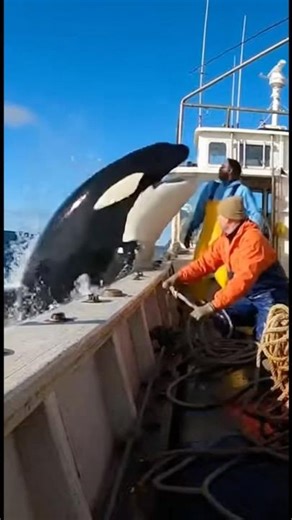 Giant orca whale on the ship!