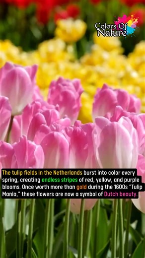 Tulip fields in the Netherlands | Colors Of Nature