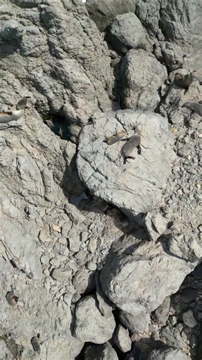 Straight Down: Cape Palliser Fur Seal Colony