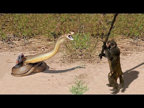 カメラが捉えなければ、誰も信じなかったでしょう。動物の助け合いのシーン