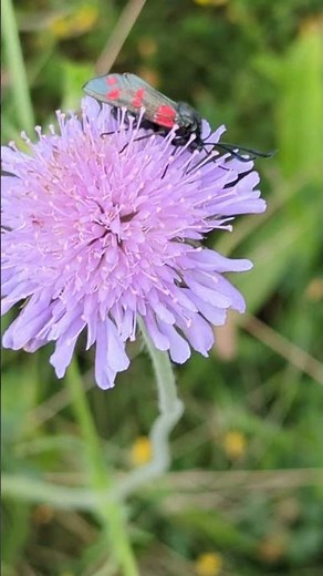 An absolutely gorgeous Six-spot Burnet moth on a scabious flower