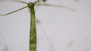 clip-27556381-hydra-genus-small-fresh-water-animals-phylum-cnidaria