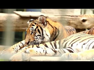 How Tigers Respond to Extreme Cold Weather?