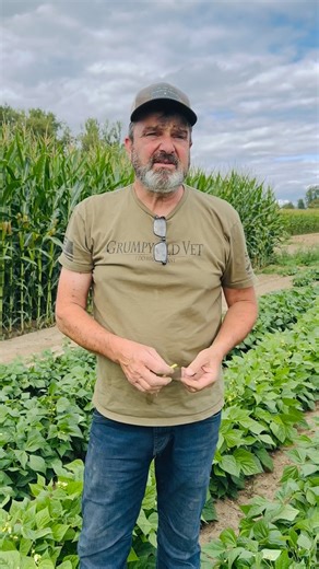 Growing 10 acres of beans on our farm! #farming #farm #beans #thepumpkinpatch #pumpkinpatch #sauvieisland #oregon | The Pumpkin Patch, Sauvie Island
