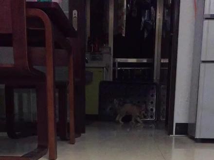 没错，这是蠢士奇，答应我看到最后。_@抖音小助手