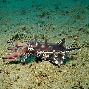 9.1K views · 599 reactions | While many cephalopods, like octopuses, are known for their swimming abilities, the flamboyant cuttlefish is one of the few that prefers to walk along the seafloor using its tentacles and fins. It’s a sight to behold! Critter Republic Dive Center #ocean #cuttlefish #marinelife | Critter Hunter | Facebook