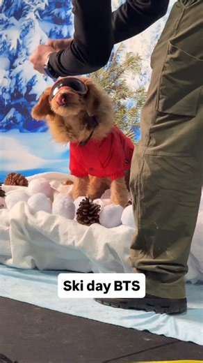 Instagram video by K9 Academy | Dog Training & Behaviour Modification • Jan 21, 2026 at 10:06 AM