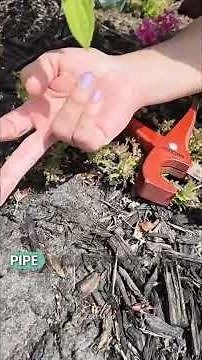 #mycarolinagarden How to fix a cut drip irrigation line EASILY #dripirrigation