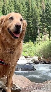 Another fun day hiking around the wildflower covered trail, then taking a dip at the creek to cool off. I also pack cucumbers 🥒 in ice 🧊 for a healthy refreshing snack during our hikes. Zoey’s the only one that would rather chew on a stick 😂. Enjoy the unbelievably beautiful colors of Colorado with us! 🐾 👣⛰🌺 | Two Golden Tails