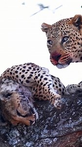 19K views · 73 reactions | #leopards #leopard #cheetah #cheetahs #predators #LeopardVsCheetah #wildlife #RareWildSighting #PredatorOnPredator #NatureRawAndReal #safari #bigcats #bigcatsofafrica #gamedrivesafari #rivalry #wilderness #NatureWonders See less | Matt Mooney ヲ メ | Facebook