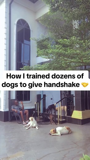 How to Train Your Dog to Give a Handshake