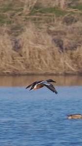 Smooth landing for a smooth duck! 😎 📽️: Ed Wall #C4C #ducksunlimited #conservation #wetlandsconservation #wetlands #waterfowl #outdoors | Ducks Unlimited