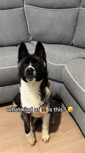Exploring the American Akita: Insights and Fun