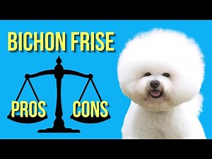Bichon Frise Pros and Cons ( The Good and Bad )