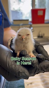 9.1K views · 606 reactions | Baby Season has begun!  笠 These two...