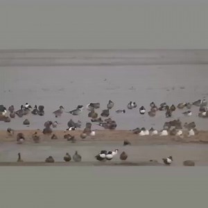 9.5K views · 302 reactions | Waterfowl Hunting on Reels | Facebook