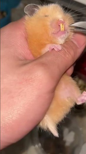 the process of cutting long hamster teeth #machine #djcampuranfullbass