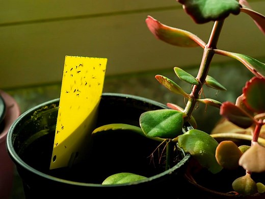 How To Get Rid Of Fungus Gnats - Bunnings Australia