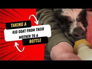 How to Take a Kid Goat From Their Mother to a Bottle