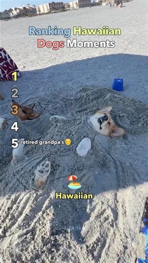 Ranking Hawaiian Dogs (funny edition)