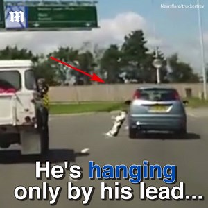 This is why letting your dog stick his head out the window is so dangerous | Daily Mail Video