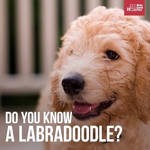 195K views · 1.4K reactions | Do you have a Labradoodle? Learn more...