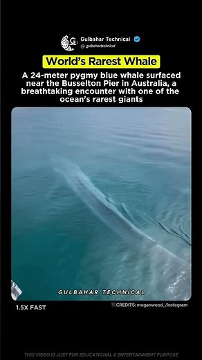World Stunned by 24m Pygmy Blue Whale! 🌊🐋