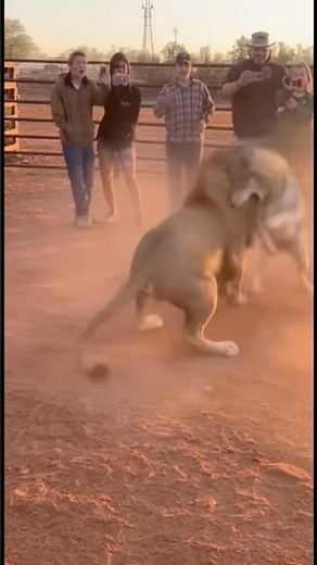 Ferocious Lion Faces Off Against Wolf — Wild Animal Clash!#shorts