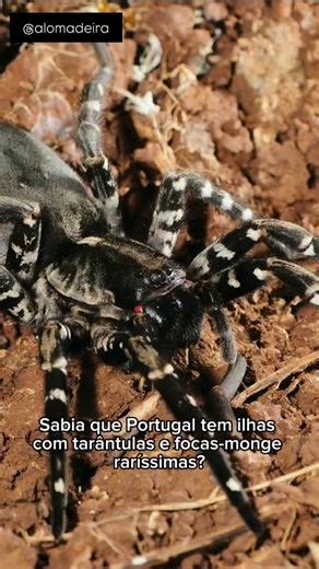 Alô! Madeira | Curiosidades, História, Geografia e Olhares on Instagram: "⚠️ Aviso: imagens e vídeos gerados por IA com base em fotos reais e imagens da Wikipédia. 🏝️ As Ilhas Desertas são reserva natural árida e sem povoação. Restam eira, muros e tanques como marcas humanas. A introdução de gado e cereais desde o séc. XV reduziu a vegetação e acelerou a erosão. Hoje são refúgio do lobo-marinho e da tarântula-das-Desertas (Hogna ingens), espécie endémica e ameaçada. 📚 Fontes: https://ifcn.made