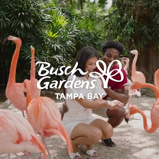Save up to 30% on Annual Passes to Busch Gardens! Enjoy unlimited visits, free parking, guest tickets, & more! | Busch Gardens Tampa Bay