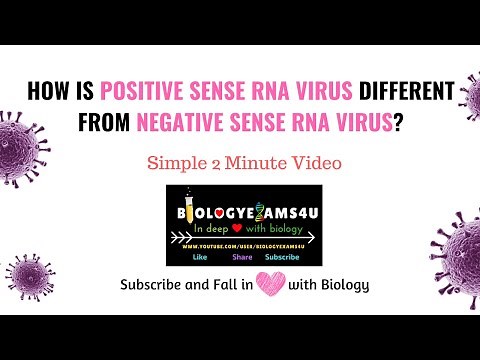 Difference between Positive Sense and Negative Sense RNA virus