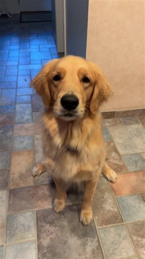 Maui Wowie: A Golden Retriever’s Delightful Journey