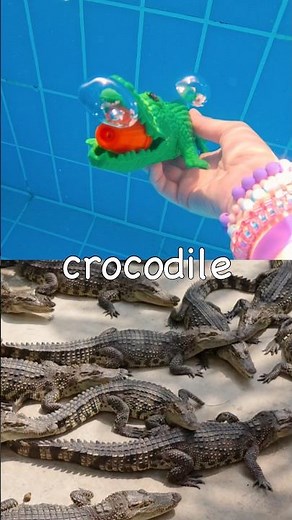 Sink or Float | Kids Learn | Animal Names at the Pool: Crocodile Panda Bear Meerkat Elephant