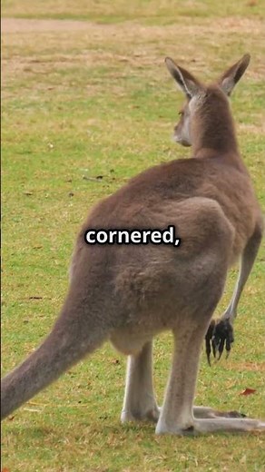 Kangaroos vs Dingos: The Ultimate Showdown