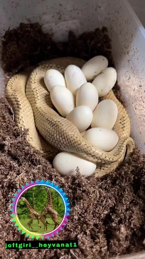 Observing a Snake Laying Eggs in the Wild