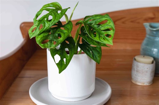 How to Grow and Care for Swiss Cheese Plant