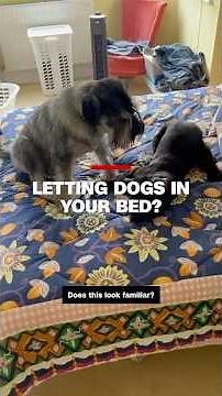 Dogs in your bed? Research says good for some and bad for others