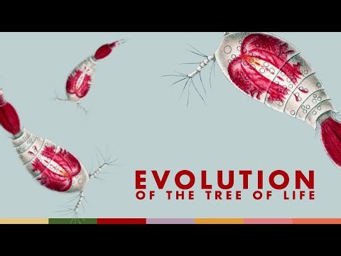 Evolution of the Tree of Life