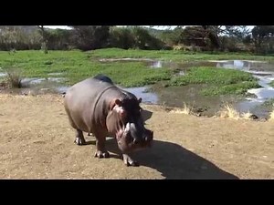 Huge mouth! Hippos feeding close up